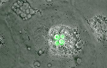 Image: The photomicrograph shows bird macrophages infected with the fungal pathogen Cryptococcus neoformans (green) (Photo courtesy of the University of Sheffield).