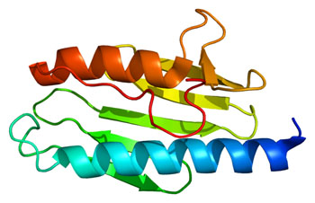 Image: Structure of normal frataxin (FXN) protein (Photo courtesy of Wikimedia Commons).