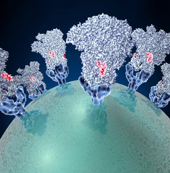 Image: Entry of coronaviruses into cells is mediated by the transmembrane spike glycoprotein S, which forms a trimer, which carries receptor-binding and membrane fusion functions (Photo courtesy of Veesler Laboratory, University of Washington).