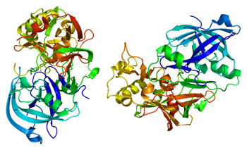 Image: Structure of the beta-secretase-inhibitor complex (Photo courtesy of Wikimedia Commons).