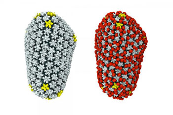 Image: The naked HIV capsid, left, would be quickly detected and eliminated from the cell, but a host protein, cyclophilin A, in red in the image on the right, binds to the capsid and enables it to transit through the cell undetected (Photo courtesy of Dr. Juan Perilla, University of Illinois).