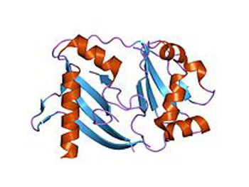Image: Representation of the crystal structure of a CRISPR-associated protein (Photo courtesy of Wikimedia Commons).