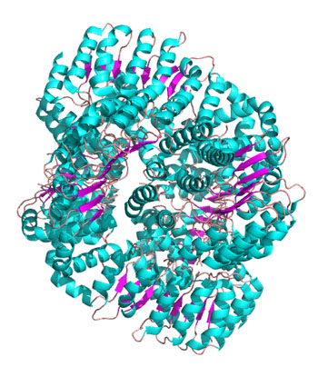 Image: NLXR1 C-terminal RNA binding domain (Photo courtesy of Wikimedia Commons).