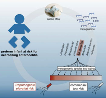 Image: The application of metagenomic approaches to define the microbiota of the preterm infant gut and implicate uropathogenic Escherichia coli as a risk factor for necrotizing enterocolitis (NEC) and death (Photo courtesy of Chris Sternal-Johnson).