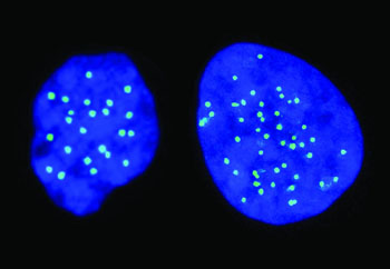 Image: A haploid cell with 23 chromosomes (left), and a diploid cell with 46 chromosomes (right) (Photo courtesy of Columbia University /The Hebrew University of Jerusalem).