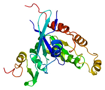 Image: Structural model of the PAK1 protein (Photo courtesy of Wikimedia Commons).