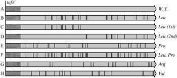 Image: Overview of the design of synonymous tuf gene alleles. The first 40 codons were left unchanged (hatched region). Black bars represent codons changed to synonymous codons. (A) Wild-type gene, tufA; (B) through (G) Mutated versions of tuf gene (Photo courtesy of Brandis Hughes, 2016, and PLoS Genetics).