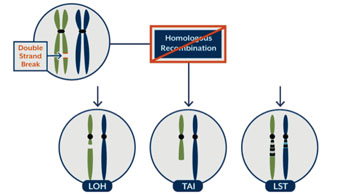 Image: Schematics of the three biomarker myChoice homologous recombination deficiency (HRD) assay (Photo courtesy of Myriad Genetics).