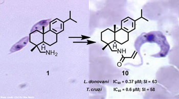 Image: A small library of abietane-type diterpenoids amides was prepared from the plant-based dehydroabietylamine (left (1)) as a starting material, and the compounds evaluated for activity against Leishmania donovani and Trypanosoma cruzi. One compound (right (10)), an amide built from dehydroabietylamine and acrylic acid, was found to be highly effective against both parasites (Photo courtesy of Pirttimaa M et al., 2016, Journal of Natural Products).