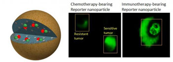 Image: Using reporter nanoparticles loaded with either a chemotherapy or immunotherapy, researchers could distinguish between drug-sensitive and drug-resistant tumors in a pre-clinical model of prostate cancer (Photo courtesy of Dr. Ashish Kulkarni, Brigham and Women\'s Hospital).
