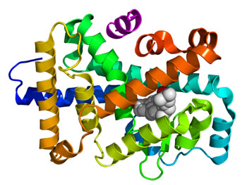 Image: Space-filling model showing the crystallographic structure of the ligand binding domain of the ROR-gamma (receptor–related orphan receptor gamma) protein (Photo courtesy of Wikimedia Commons).