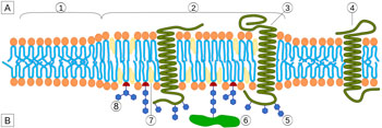 Image: The lipid raft organization, region (1) is standard lipid bilayer, while region (2) is a lipid raft (Photo courtesy of Wikimedia Commons).