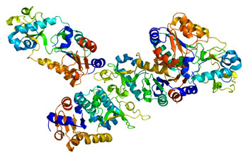 Image: A model of the structure of the SIRT5 protein (Photo courtesy of Wikimedia Commons).