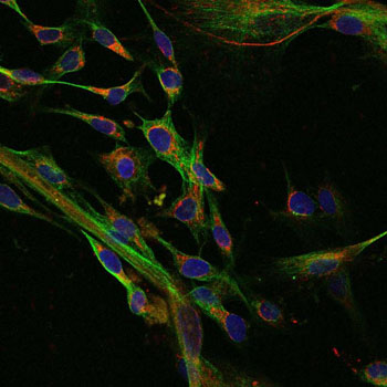 Image: A confocal microscopy image of human fibroblasts derived from embryonic stem cells. The nuclei appear in blue, while smaller and more numerous mitochondria appear in red (Photo courtesy of Dr. Shoukhrat Mitalipov, Oregon Health & Science University).