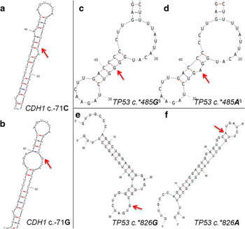 Image: Predicted alteration in untranslated region (UTR) structure using mFOLD for variants flagged by SNPfold. Wild-type (a,c,e) and variant (b,d,f) structure pairs are displayed, with the variant location indicated by a red arrow. SHAPE analysis revealed differences in reactivity between mutant and variant mRNAs, confirming alterations to 2° structure (Image courtesy of Mucaki EJ et al, 2016, BMC Medical Genomics.)