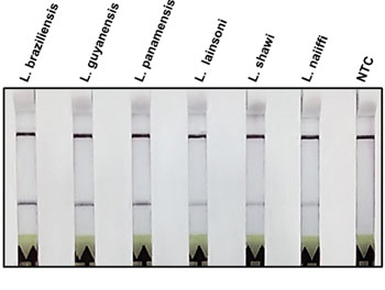 Image: The Specificity of Recombinase Polymerase Amplification -Lateral Flow (RPA-LF) immunochromatographic strip to amplify species of the Viannia subgenus. The most relevant L. Viannia species (L. braziliensis, L. guyanensis, and L. panamensis) produced stronger bands in the lateral flow strip than other less common species of this subgenus. NTC= No template control (Photo courtesy of University of Texas Medical Branch).