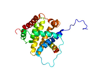 Image: A structural model of the Bim protein (Photo courtesy of Wikimedia Commons).