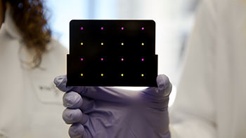 Image: A black cartridge containing the innovative paper-based diagnostic for detecting Zika virus: areas that have turned purple indicate samples infected with Zika virus, while yellow areas indicate Zika-free samples (Photo courtesy of Wyss Institute at Harvard University).