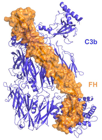 Image: Molecular structure of factor H bound to C3b. In order to avoid self-attack, regulatory proteins such as factor H bind with C3b, a central component of the enzyme C3 convertase, to help the immune system recognize the body’s own tissue and keep complement in check (Photo courtesy of the University of Pennsylvania School of Medicine).