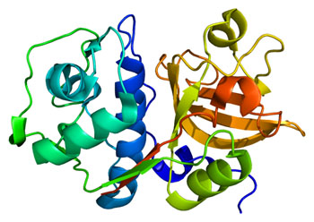 Image: A structural model of the cathepsin S (CTSS) protein (Photo courtesy of Wikimedia Commons).