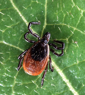 Image: Adult deer tick Ixodes scapularis. Lyme disease is caused by Borrelia bacteria and transmitted to humans upon the bite of infected ticks of the genus Ixodes (Photo courtesy of Scott Bauer, Agricultural Research Service of United States Department of Agriculture).