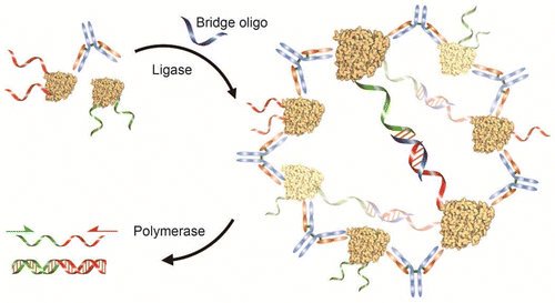 Схематическое изображение сверхчувствительного метода для обнаружения антител в жидкой фазе методом агглютинации – полимеразной цепной реакции (ADAP) (фото любезно предоставлено Калифорнийским университетом, г. Беркли).