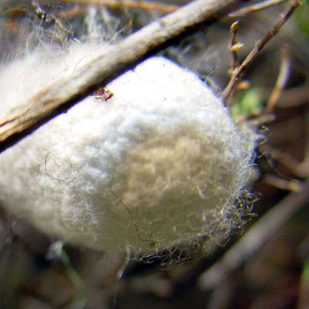 Image: Cocoons of the silk moth Bombyx mori were used to isolate the silk fibroin used in the study (Photo courtesy of Wikimedia Commons).