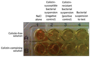 Image: Representative results of the rapid polymyxin NP [Nordmann/Poirel] test. Non-inoculated wells are shown as controls (first column). The rapid polymyxin NP test was performed with a reference colistin-susceptible isolate (second column) and with a reference colistin-resistant isolate (third column) in a reaction medium without (upper row) and with (lower row) colistin (Photo courtesy of the University of Fribourg).