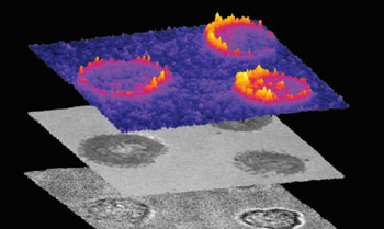 Image: A three-dimensional rendering of a fluorescence image maps the piconewton forces applied by T-cells. The height and color indicates the magnitude of the applied force (Photo courtesy of Yang Liu, Emory University).