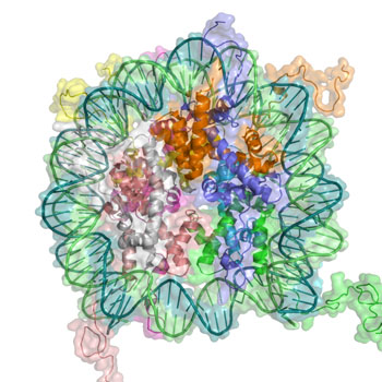 Image: An artist\'s rendition of the chromatin-nucleosome complex composed of DNA and histones. Polycomb-group proteins can remodel chromatin such that epigenetic silencing of genes takes place (Photo courtesy of Wikimedia Commons).