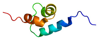 Image: The structure of the ubiquitin-binding protein p62 (Photo courtesy of Wikimedia Commons).