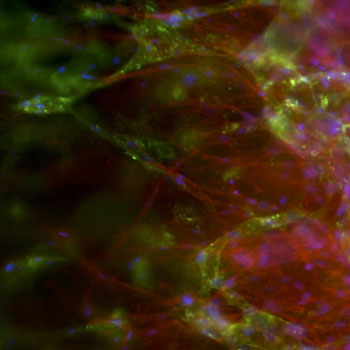 Image: Lab-engineered human capillaries (in green) derived from stem cells are \"making contact\" with the sprouts protruding from a rat aorta (in red) (Photo courtesy of Tiago Fortunato, University of Bath).