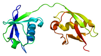 Image: The structure of the Isg15 protein (Photo courtesy of Wikimedia Commons).