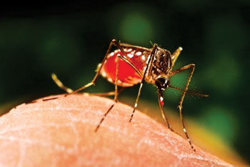 Image: A female Aedes aegypti mosquito, a vector of the Zika virus, obtaining a blood meal from a human host (Photo courtesy of James Gathany / CDC).