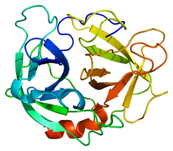 Image: A molecular model of the proteolytic enzyme neutrophil elastase (Photo courtesy of Wikimedia Commons).