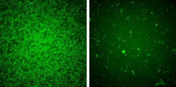 Image: IFITM3 blocks Zika virus infection. When human cells are exposed to Zika virus they are overwhelming infected, as seen by the large number of green cells (left panel). When IFITM3 levels were boosted in these cells, the same amount of virus was prevented from replicating (right panel) (Photo courtesy of Brass Lab, University of Massachusetts Medical School).