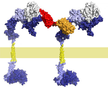 Image: The new active ingredient consists of DARPins (red and orange) that bend the HER2 receptors (blue) so no more growth signal is transmitted into the cell interior (below the cell membrane in yellow) (Photo courtesy of the University of Zurich).
