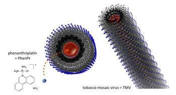 Image: When packaged inside tobacco mosaic virus nanoparticles, phenanthriplatin is delivered to tumors, where it was shown to be more effective in vivo than an approved platin (Photo courtesy of Case Western Reserve University).