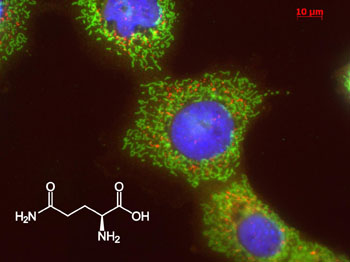 Image: A fluorescent microscope image of liver cells and the chemical structure of glutamine (Photo courtesy of Dr. Kristina Schoonjans, Ecole Polytechnique Fédérale de Lausanne).