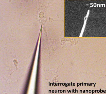 Image: The 50-nanometer tip of this nanoplasmonic fiber tip probe allows direct measurement of protein levels in living single cells (Photo courtesy of Dr. Feng Liang, Harvard University).