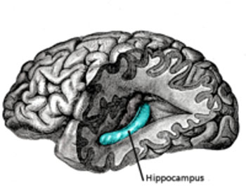 Image: The hippocampus, located in the medial temporal lobe of the brain (Photo courtesy of Wikimedia Commons).
