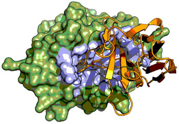 Image: The figure depicts the X-ray crystal structure of the serine protease urokinase-type plasminogen activator (green) in complex with a Camelid antibody fragment (orange). The Camelid antibody fragment (nanobody) displays an unusual inhibitory mechanism by binding to the active site region (highlighted in blue) of the serine protease where it mimics the binding of substrate (Photo courtesy of Dr. Tobias-Kromann-Hansen, Aarhus University).