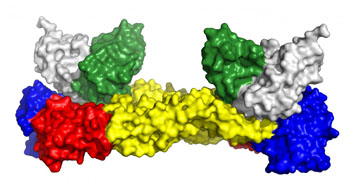 Image: A model of the three-dimensional structure of the Zika virus envelope protein (red, yellow and blue) in complex with the neutralizing antibody (in green and white) (Photo courtesy of the Institut Pasteur).