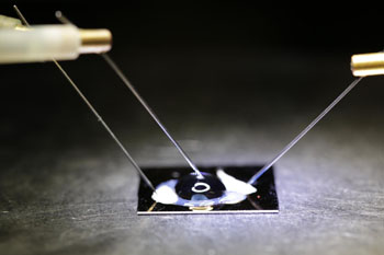 Image: The biosensor chip - consisting of a double stranded DNA probe embedded onto a graphene transistor - electronically detects DNA SNPs (Photo courtesy of the University of California, San Diego).