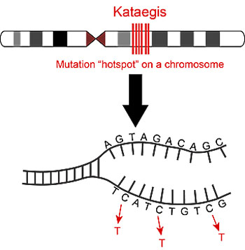 Image: In kataegis, multiple mutations cluster in a few hotspots in a cancer genome. Here, cytosine (C) bases are commonly substituted with thymine (T) in the DNA strand (Photo courtesy of Matteo D’Antonio, University of California, San Diego).