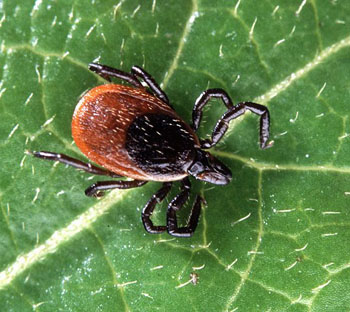 Image: An adult deer tick Ixodes scapularis. Lyme disease is caused by Borrelia bacteria and transmitted to humans upon the bite of infected ticks of the genus Ixodes (Photo courtesy of Scott Bauer, Agricultural Research Service of USDA / Wikimedia).