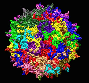 Image: A crystal structure model of the surface of the AAV-2 serotype of adeno-associated virus (Photo courtesy of Wikimedia Commons).