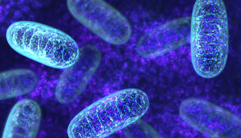 Image: Mitochondria. Researchers have inherited mutations in the TMEM126B gene that cause debilitating and often fatal disease from infancy, and have developed a rapid diagnostic test that has already identified 6 patients from 4 families (Image courtesy of Newcastle University).