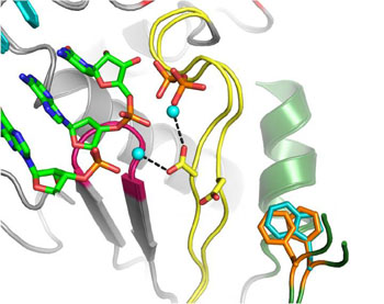Image: An atomic-level structural model of coxsackievirus B3 polymerase, which is responsible for making copies of the virus genome. The researchers replaced the orange phenylalanine 364 that is found in two different positions, with the turquoise tryptophan that is larger and covers both positions without needing to move. This causes fewer mutations to be made and reduces the ability of the virus to replicate and cause disease (Photo courtesy of Dr. Olve Peersen, Colorado State University).