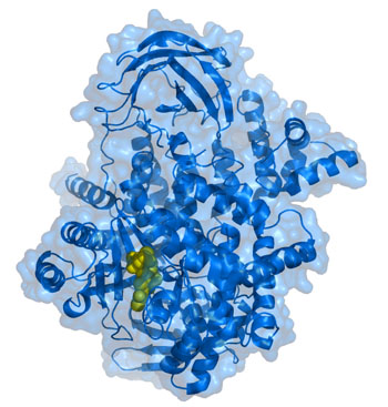Image: The phosphatidylinositol-4,5-bisphosphate 3-kinase, catalytic subunit alpha (also called p110alpha protein) is a class I PI 3-kinase catalytic subunit. The human p110alpha protein is encoded by the PIK3CA gene (Photo courtesy of Wikimedia Commons).